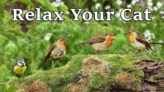 Calming Videos for Cats - TV to Relax Your Cat and My Cat at Home : The Bird Garden