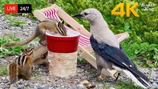  24/7 LIVE: Cat TV for Cats to Watch  Chipmunks Gone Wild! Epic Birds vs Squirrels ️ Cat Games
