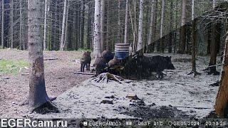 Кабаны. Как все поменялось за сутки )Всегда свежие фото и видео с фотоловушек Егерькам.