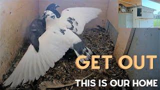 Wow: Intruder pigeon pair attack female but wait to see what happens when the Male (white) returns.