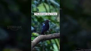 அடர்ந்த காடுகளில் அழகாய் விசில் அடிக்கும் பறவை #music #nature #song #relaxing #birds #autumnsong