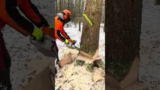 Fällen große Fichte mit Stihl ms 462 c ( Doborare molid cu stihl ms 462 c)