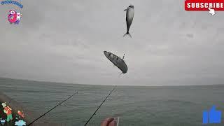 Admiralty Pier fishing on a rainy day #doverfishing #fishing #sharkfishing #pouting #mackerel #uk