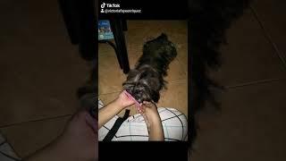 coco the shihtzu