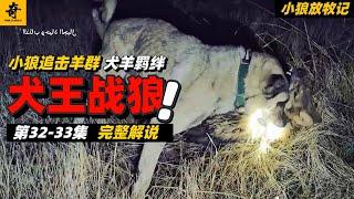 大型紀錄片【小狼放牧記】第32-33集，小狼開始攻擊羊群，牧羊犬和羊的羈絆，狼群再次夜襲羊群，犬王獨戰野狼#坎高犬#狼#牧羊犬#狗#狼群#土耳其#动物世界#動物解説#動物世界
