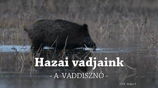 Hazai vadjaink: A vaddisznó