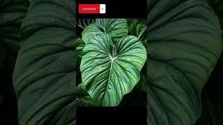 BEAUTIFUL TROPICAL PLANT