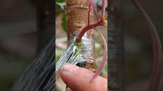 Grafting Results, How to Grafting Mango Trees Easy dan Grow