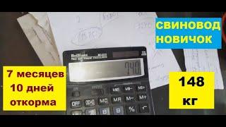 Живой вес свиней в 7 месяцев 10 дней. 5 поросят -- 740 кг. Откорм свиней. Свиноводство.