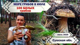 БЕЛЫЕ ГРИБЫ 2020. МОРЕ ГРИБОВ!!! 100 штук за пару часов.