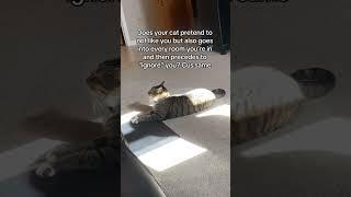 My cat always does this #catsofyoutube #catshorts
