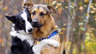 Dog Siblings Who Love to Hug Each Other Will Melt Your Heart