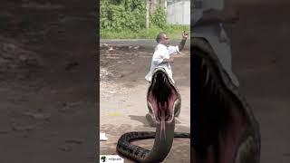 Hungry Anaconda snake attack in human - in Real life HD Video