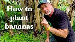 How to Start Growing a Banana Patch