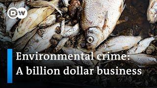 Why the EU is failing to prosecute the culprits of environmental disasters | DW News