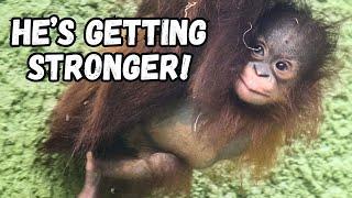 Amazing Baby Orangutan Jarang Finds His Strength