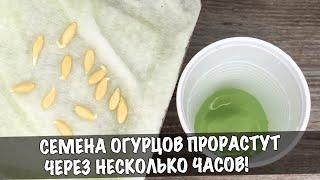 Как быстро вырастить рассаду ОГУРЦОВ. Семена прорастают за несколько часов!