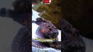 the most dangerous fish in the world // Stone Fish #shorts #animalsfacts