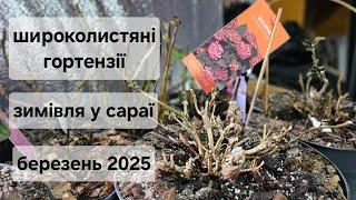 Зимівля широколистяних гортензій, троянд, фуксій та півоній у сараї. Березень 2025