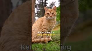 Kenapa Kucing bisa punya 9 Nyawa?