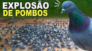 POMBO-DOMÉSTICO está aumentando rapidamente, esse é o motivo...