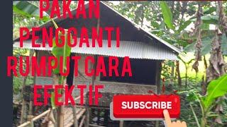 @KUBE BAROKAH TIPI #SOLUSI PAKAN PENGGANTI rumput MURAH tapi tdk murahan# penggemukan