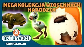 Oktonauci -  MEGAkolekcja wiosennych narodzin  | Kompilacja | Całe odcinki