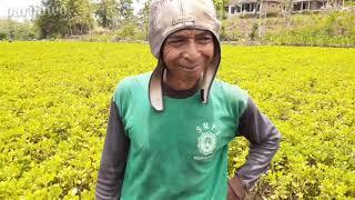 PANEN KACANG