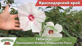 Гибискус - Пепперминт Флэйер (Peppermint Flare) | Кубаньсад