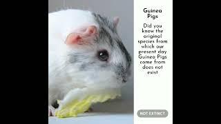 Guinea Pigs from the forest to your homes!