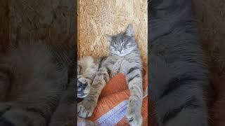 Кайфует Сердарчик