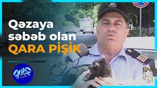 Qara pişik və yol qəzaları - Qulp