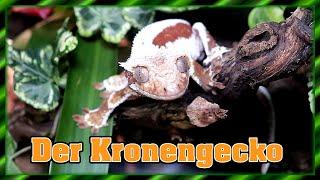 Kronengecko | Haltung für Anfänger - Correlophus cilliatus