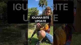 IGUANA BITE UPDATE 