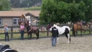 Teaching your horse to accept fly spray