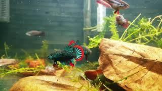 Betta Imbellis Juvenile Males (10 Weeks)