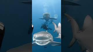  Shark Caught Smiling on Camera — Real or Not? 