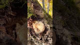 Ежовик гребенчатый. Герициум erinaceus. Lions mane Hericium. Сыроежка