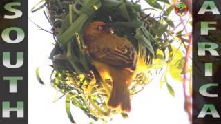 Cape Weaver - MackNature