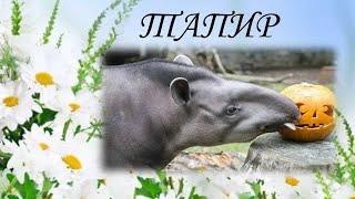 ТАПИР/Копытные/Животные/Интересные факты