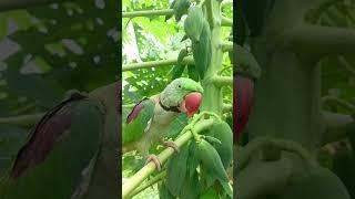 a mithu ️ #parrot #birds #greenparrot #talkingparrot #funny #talkingparot #cutebird #nonstoptalk