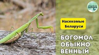 Богомол обыкновенный: образ жизни, содержание и разведение в домашних условиях