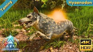 ARK Survival Ascended : Tame a Hyaenodon