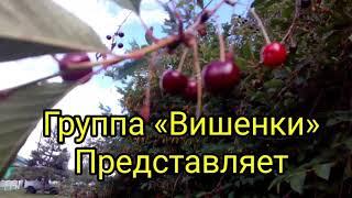 Группа «Вишенки» клип «Малявка» || Group «Cherries» clip «Malyavka»