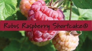 Rubus Raspberry Shortcake® at Prides Corner Farms