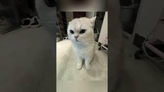 #shortvideo #funny #funnypetschannel #cat #yourcat #pets