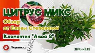 Обзор Клементина "Амоа 8" | Цитрус Микс #комнатныерастения #растения #обзоррастений #цитрусовые