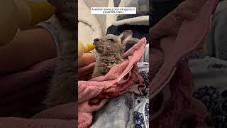 A woman saves a poor kangaroo in a bushfire, then #kangaroo #babykangaroo #short