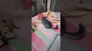 THIS MAKE U   #satisfying #viralanimals #animals  #shorts  #pets #funny #happy #chinchilla