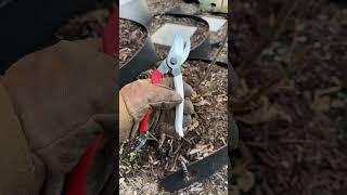 Favorite Garden Pruners - Okatsune 104 - So Enjoyable to Use! Full Review Available